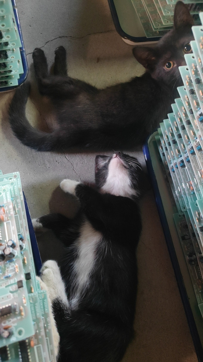 奥芬洁猫砂