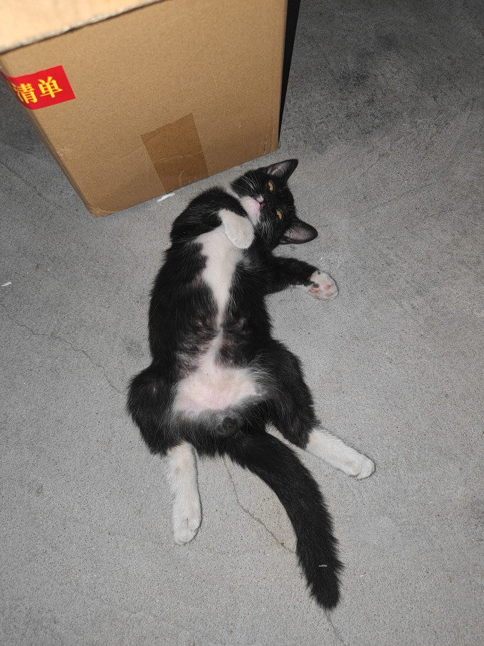 奥芬洁猫砂