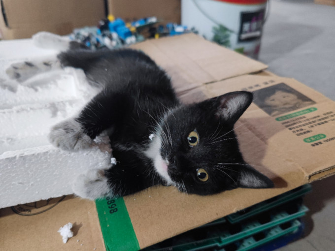 奥芬洁猫砂