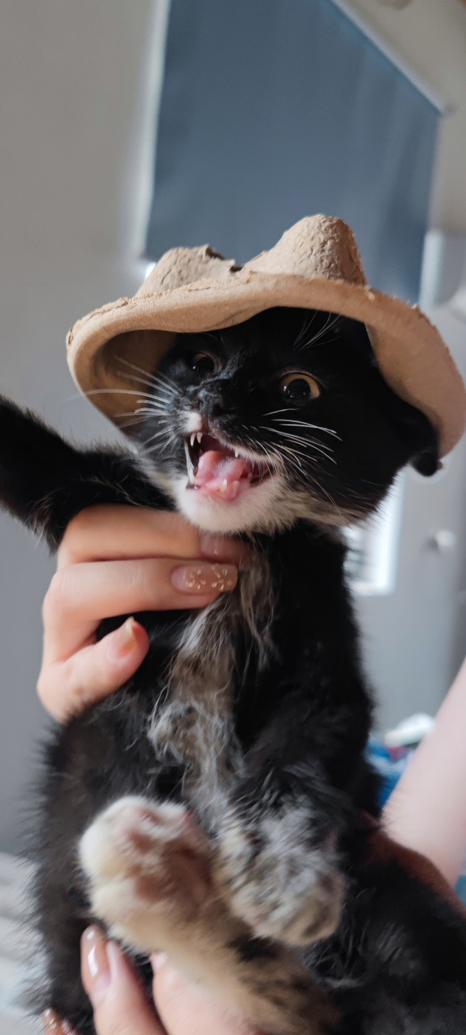 奥芬洁猫砂