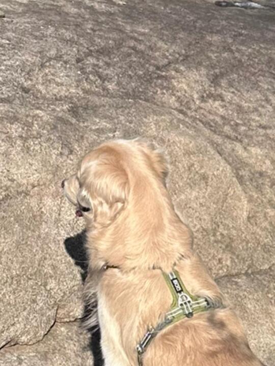 缎面小狗的养成