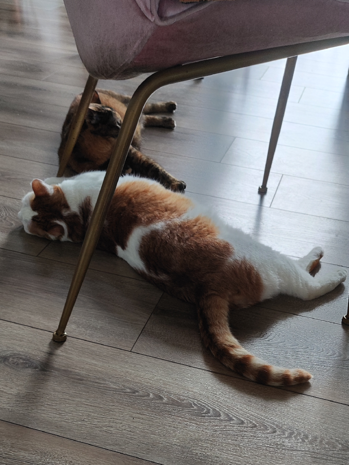 麦富迪猫咪干粮