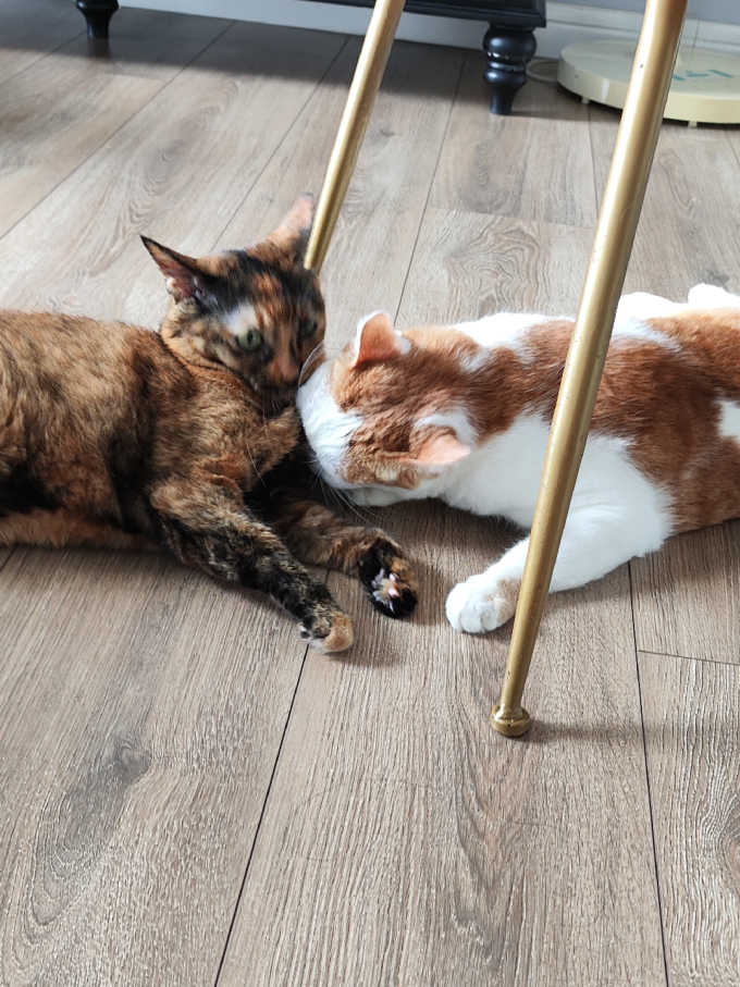 麦富迪猫咪干粮