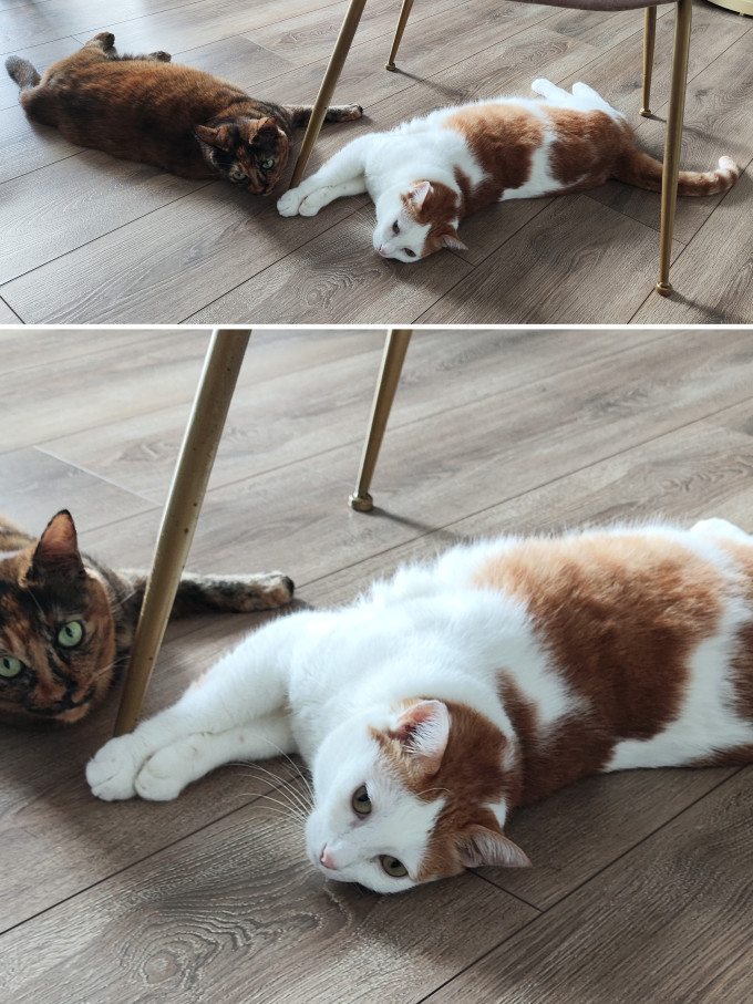 麦富迪猫咪干粮