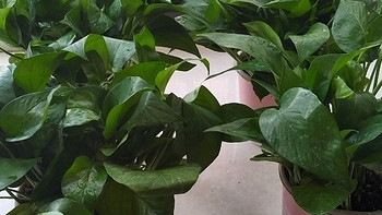 绿萝盆栽室内植物花卉家用新房吸除甲醛绿植水培长藤垂吊大叶绿箩