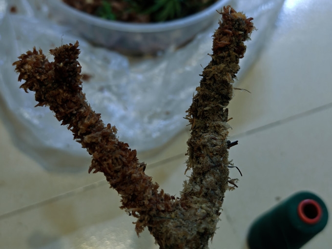萌嘟星宠其他装饰