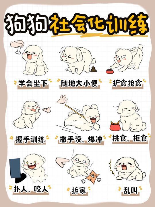 小狗技能训练｜把握训练黄金期🐶