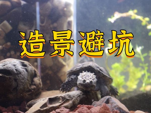 龟缸造景避坑！｜19年养龟人+资深设计师，教你营造龟缸景观！