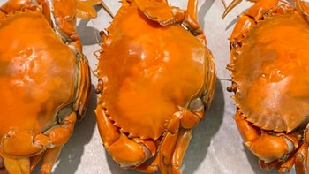 广东正宗头手黄油蟹 鲜活特大膏油蟹送礼海鲜礼盒 1只膏油黄油蟹（5-6两）