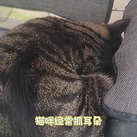 别让猫咪耳朵变成垃圾堆！