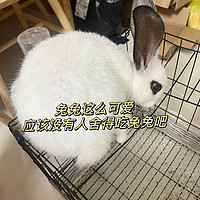 兔子🐰应该是手感最好的宠物，不会反抗，而且还辣么可爱