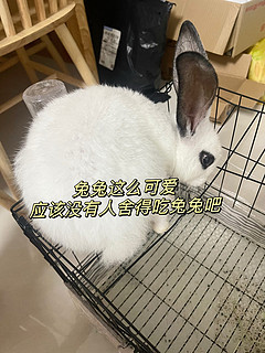 兔子🐰应该是手感最好的宠物，不会反抗，而且还辣么可爱