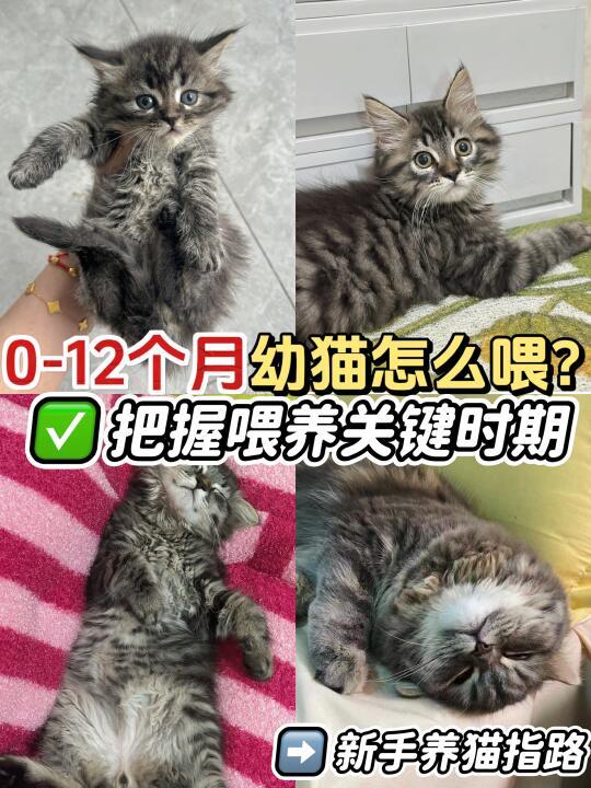 0-12月幼猫喂养指南❗新手省💰又省心