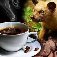 麝香猫“制作”世界知名咖啡☕