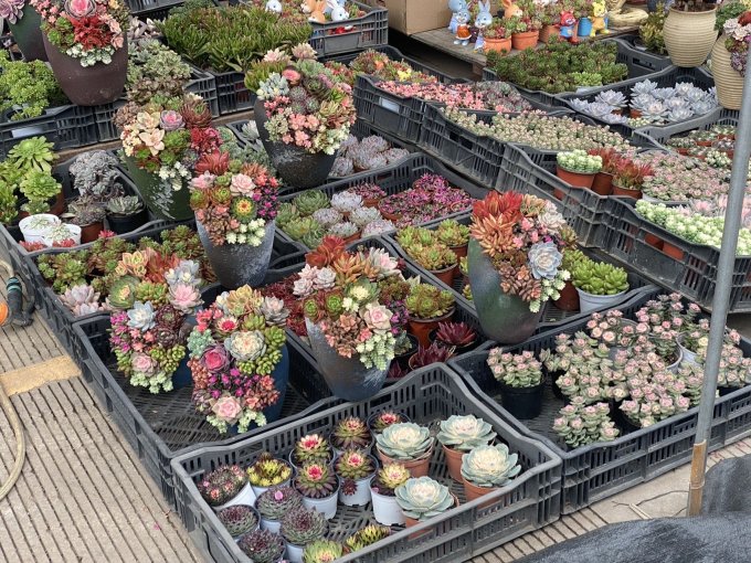 奥美优花盆
