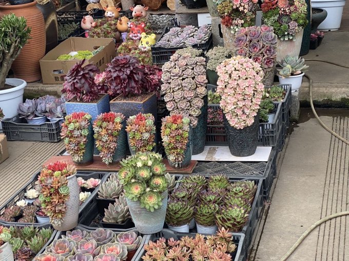 奥美优花盆