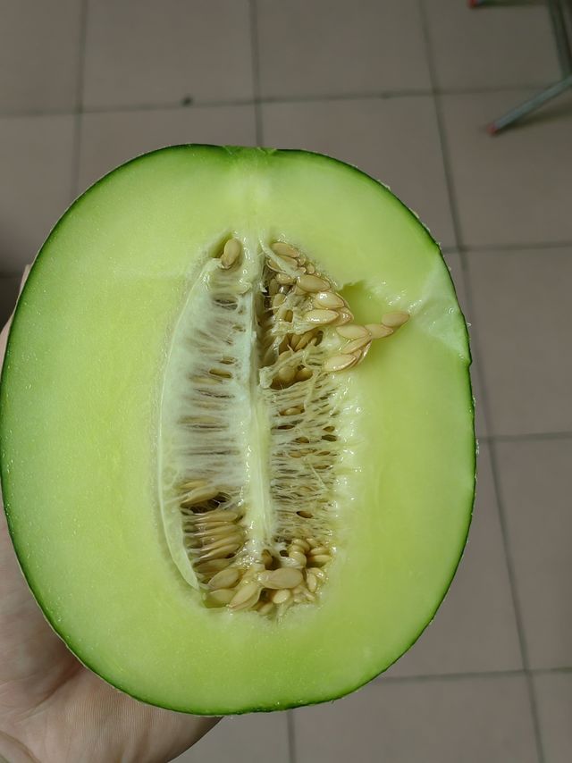 黄色的哈密瓜吃得多了，青蓝色的哈密瓜还是第一次吃！