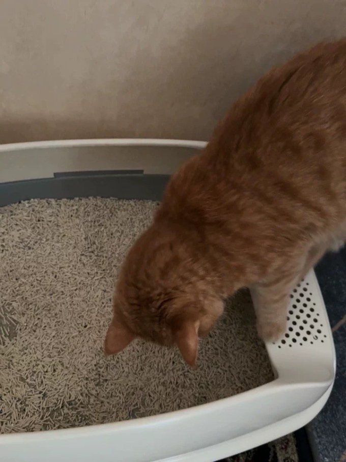 里兜猫砂