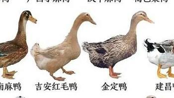 鸭子种类大全，带你了解中国各地38个品种鸭子