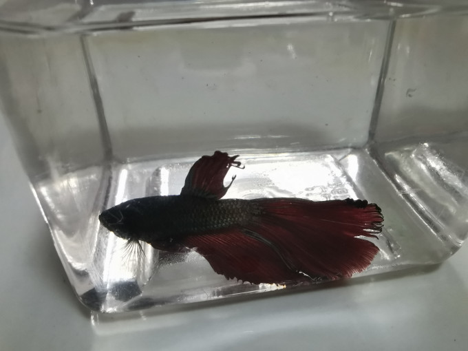 易萌水族
