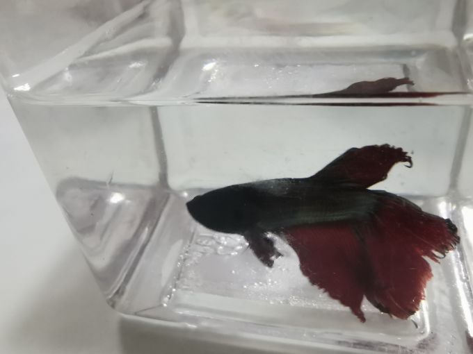 易萌水族