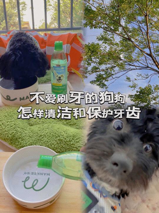 养狗经验｜不爱刷牙的狗狗怎样清洁牙齿🦷