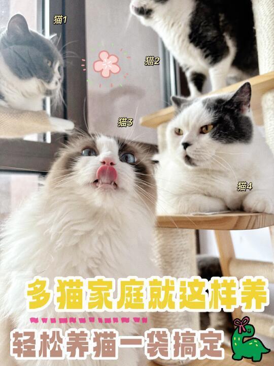 多猫家庭照样各个精致！饮食篇看这里！