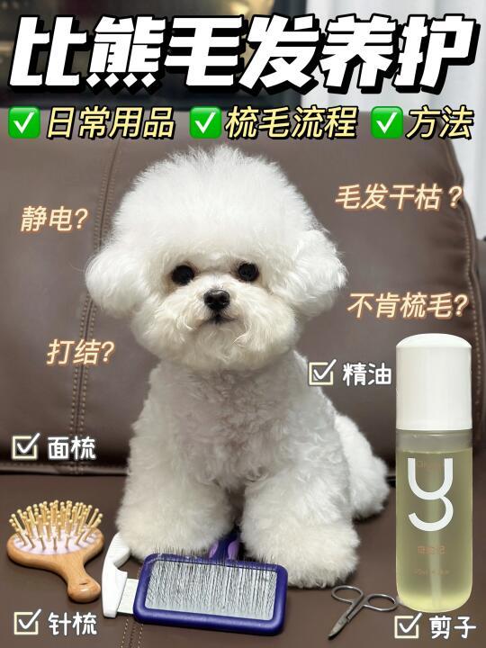 新手养狗｜卷毛犬必看养毛攻略✅