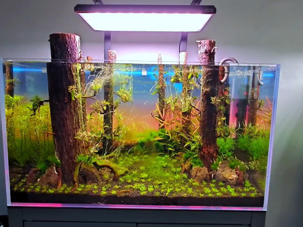 这是一期草缸除藻视频，很重要，也有很多重点..