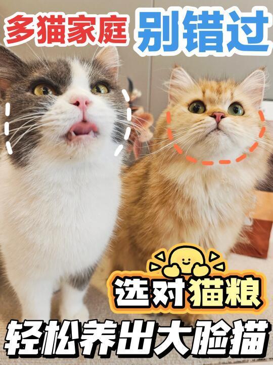 多猫家庭别错过！选对猫粮轻松养出大脸猫！