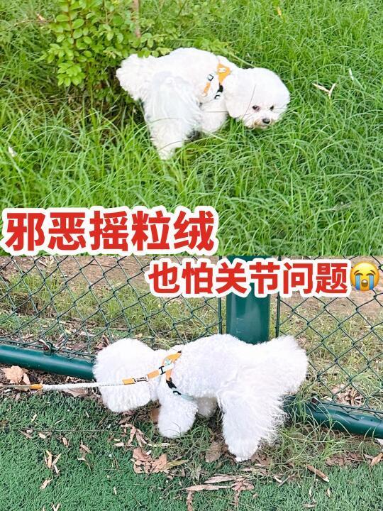 比熊犬种常见腿部问题|小型犬家长看过来‼
