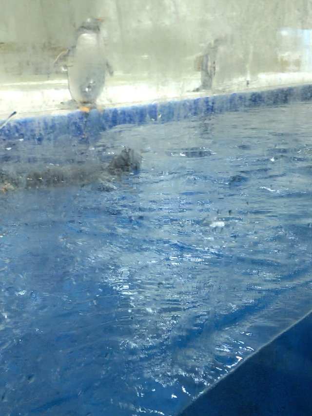夏日炎炎看企鹅
