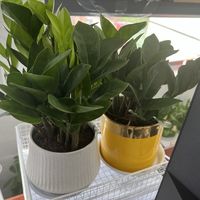 家里还是放几盆绿植吧