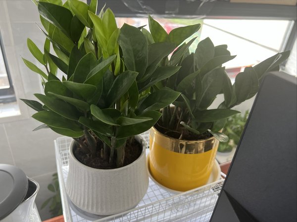 家里还是放几盆绿植吧