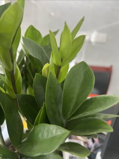 家里还是放几盆绿植吧