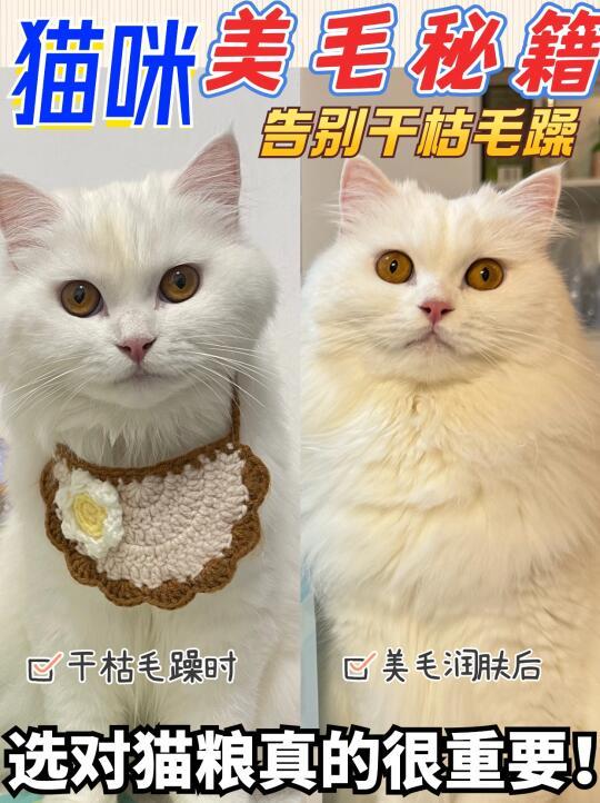 养宠秘籍：告别猫咪毛发困扰，重拾高颜值