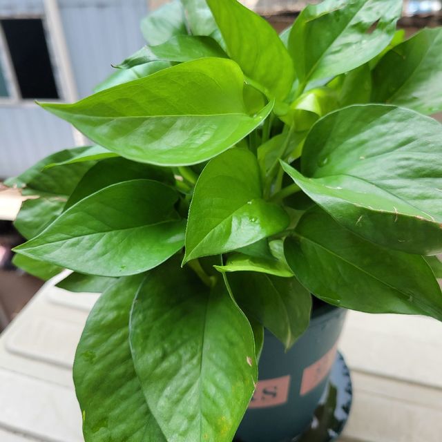 清爽宅家指南:轻松打造绿意盎然的家，绿萝养护全攻略！