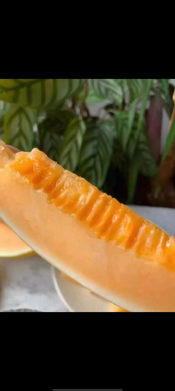 黄河蜜甜瓜新鲜水果应当季整箱包邮沙漠黄金脆香瓜哈密瓜斤羊角10