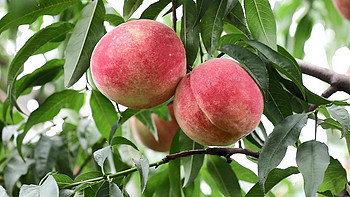 中国，哪的“桃子”最好吃？经评选，这10大产区上榜，有你家乡吗