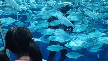 奶爸带娃也爱玩！揭秘上海海洋水族馆的带娃秘籍