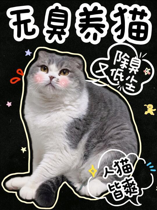 🐱新手养猫｜必囤的吸水又除臭的猫砂‼️
