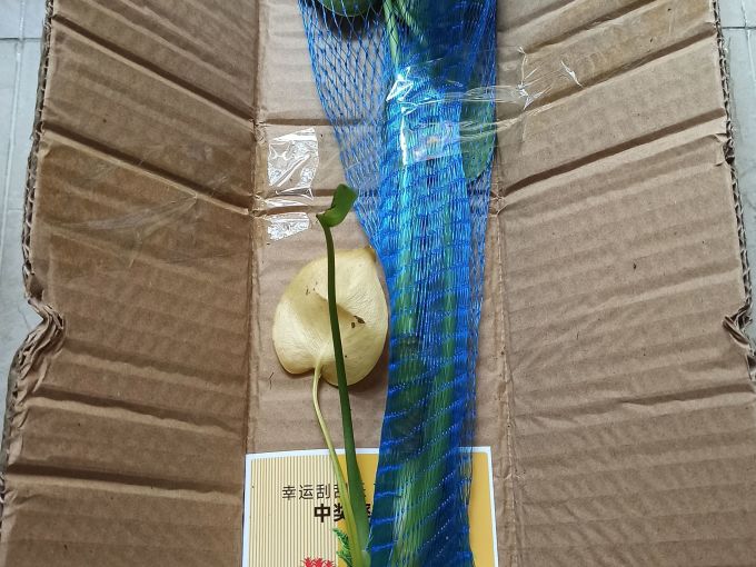 壹植盆栽