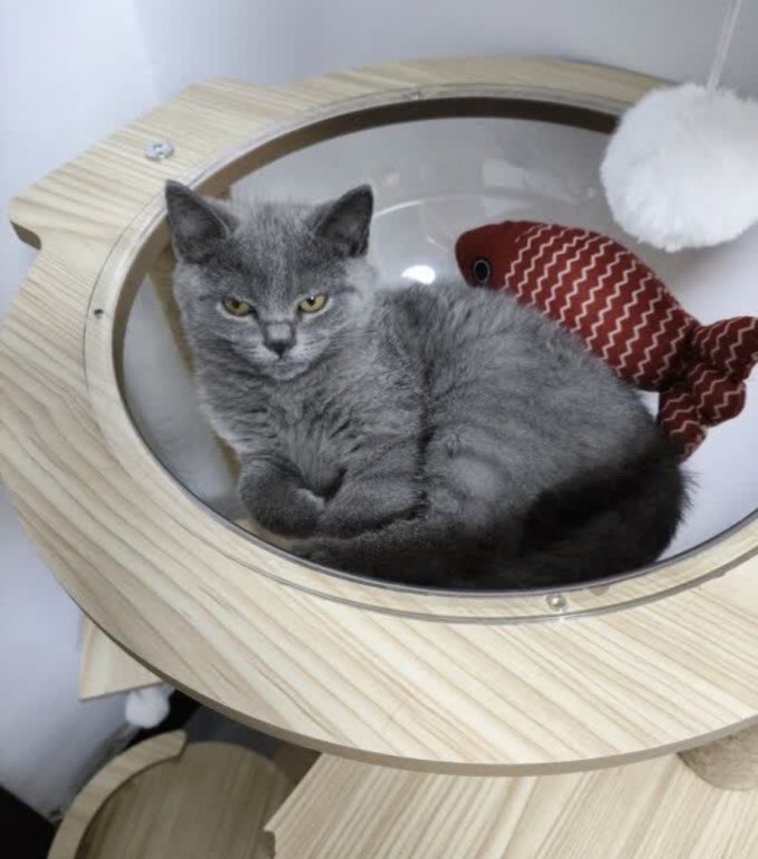 珑小宠猫爬架