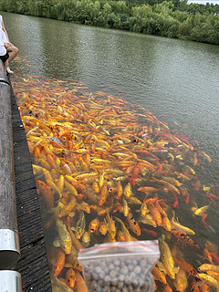 本想优雅喂喂鱼，谁曾想喂出一种猪抢食的场景