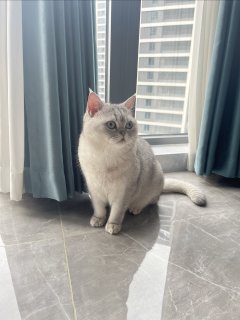 自动投喂机给猫咪投喂猫粮更方便