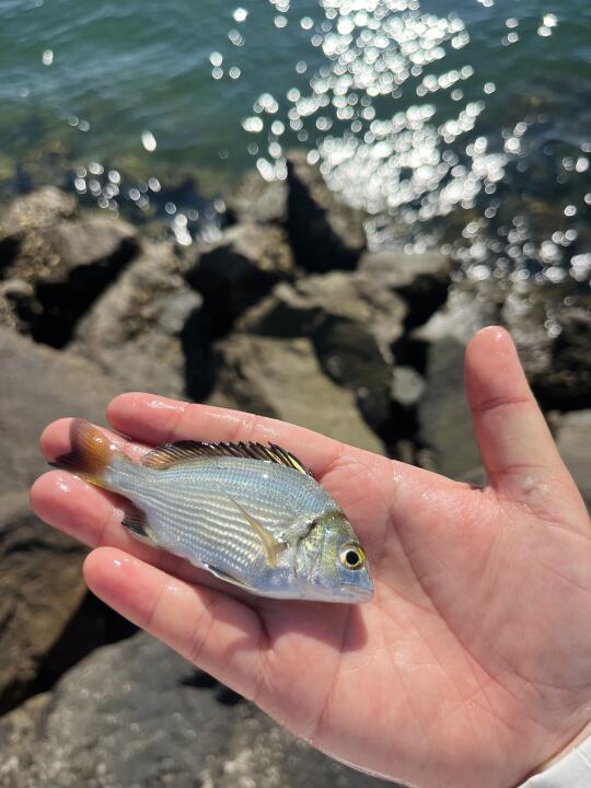 钓一夏鱼｜在香港小物钓海钓咯🎣