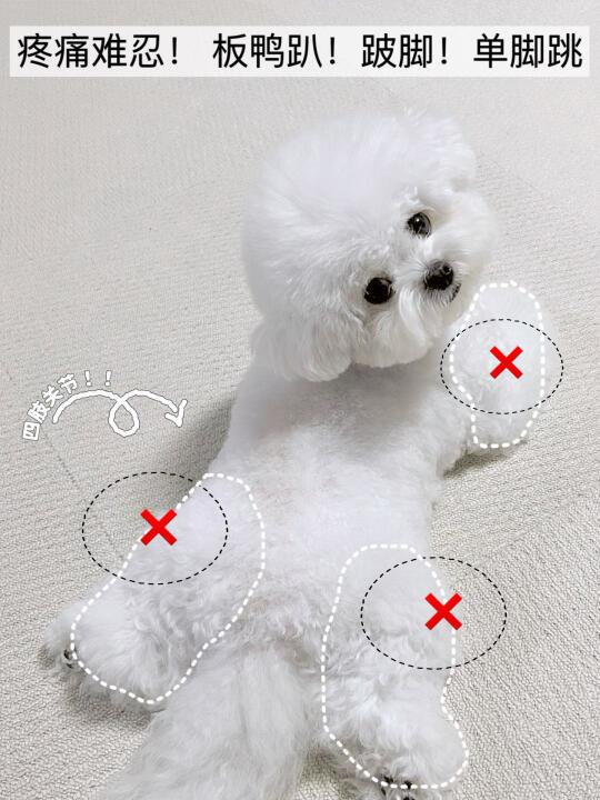 狗狗这些症状请注意🤭狗狗可能正在腿疼❗️