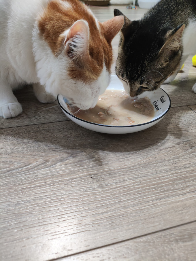 麦富迪猫咪湿粮/罐头