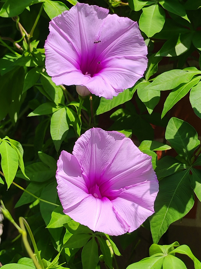 鲜花绿植