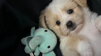 🐶🏠【小狗狗的“家”时光🏠🐶】 